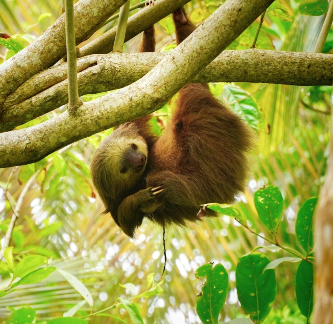 3-fun-facts-about-sloths-that-will-make-you-love-them-even-more-our