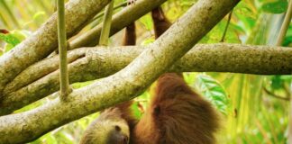 Sloth
