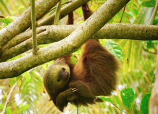 Sloth