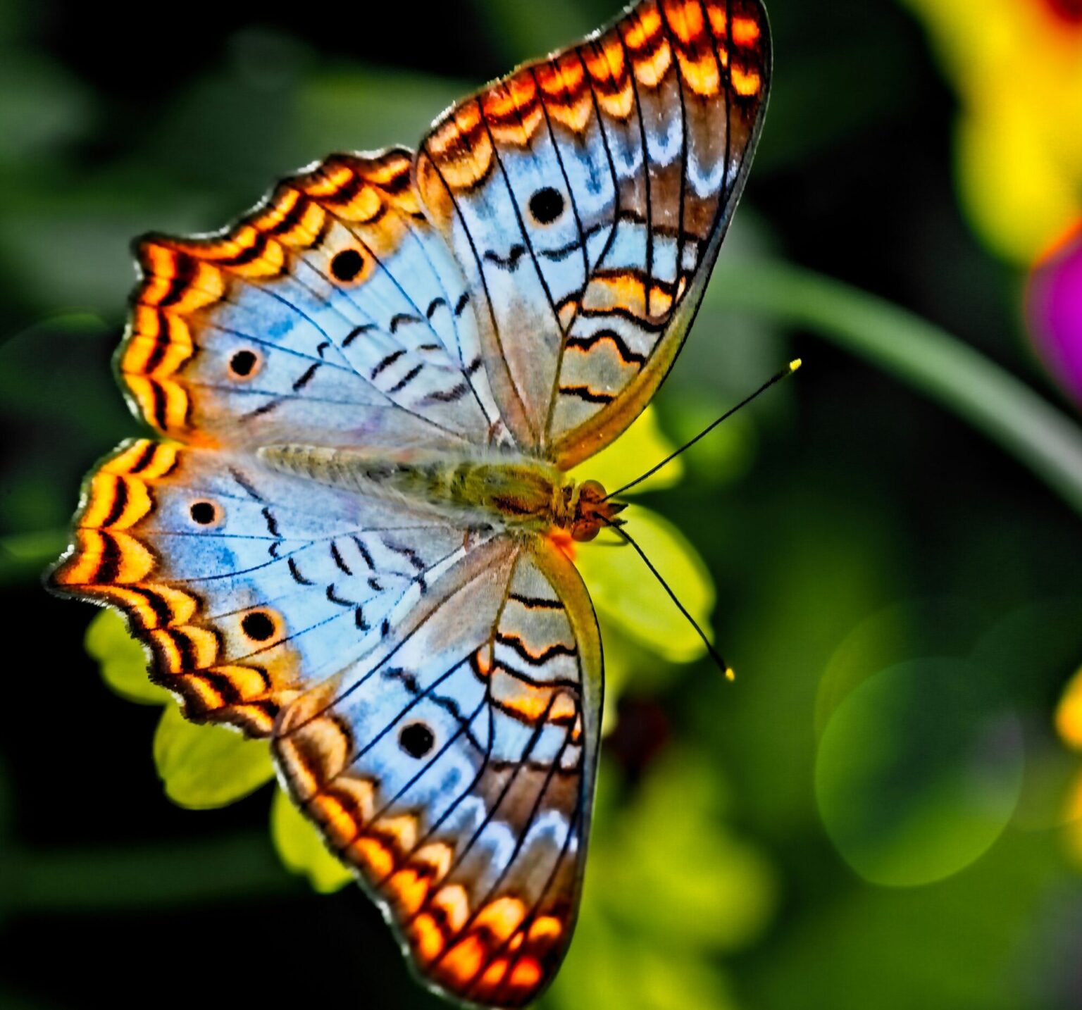 Top 4 Differences Between Butterflies and Moths - Our Funny Little Site