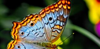 butterfly