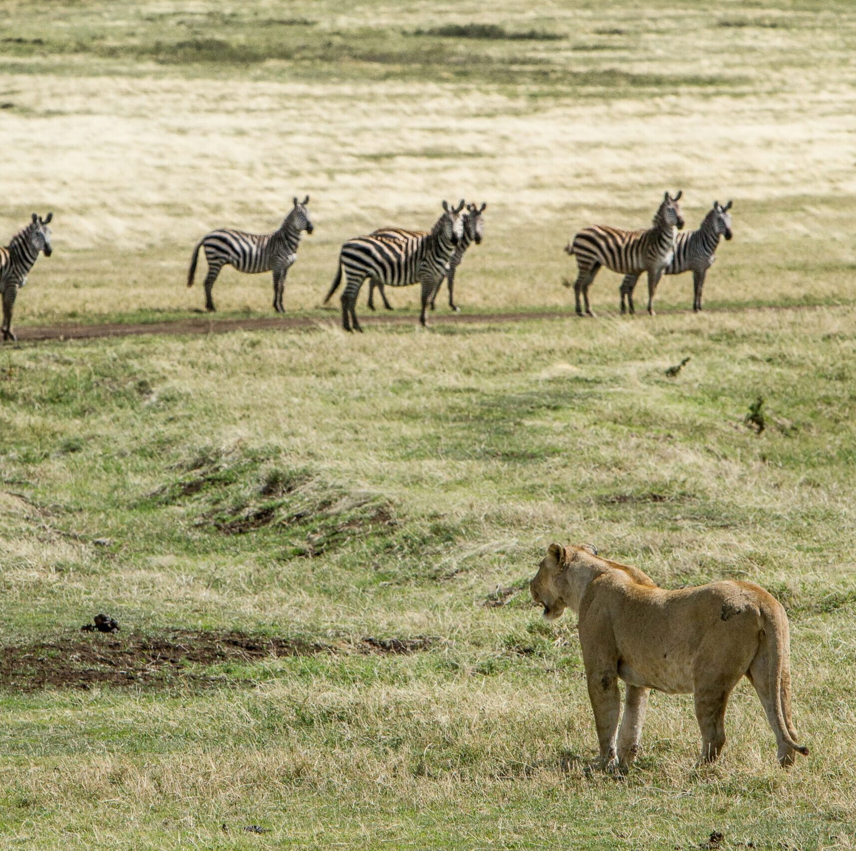 Ants Are Causing Lions to Hunt Zebras Less According to a Recent Study