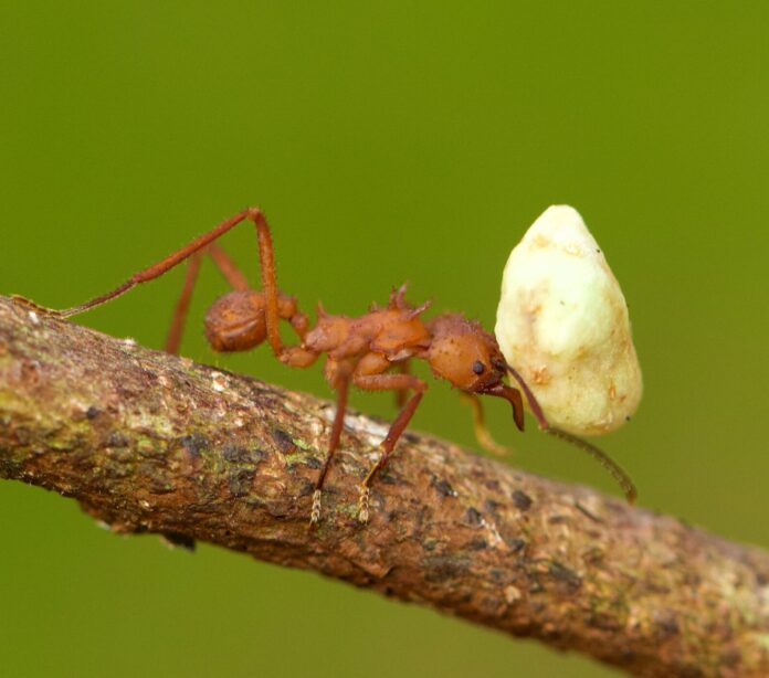 Ant with food