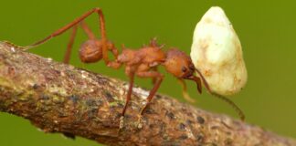 Ant with food