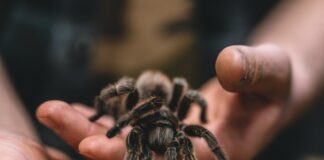 Tarantula