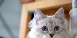 Cat and ball