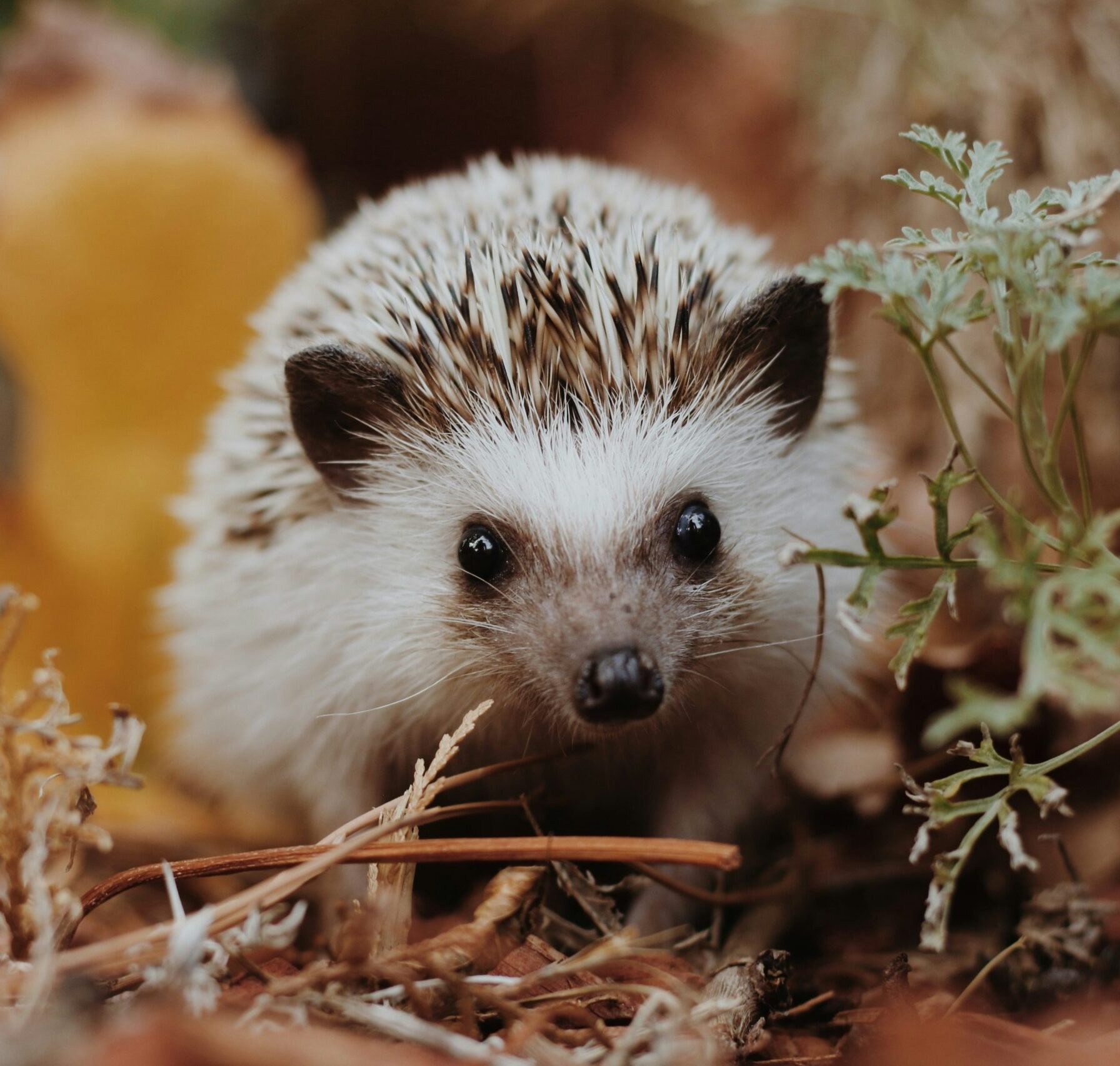 fun-facts-about-hedgehogs-you-probably-didn-t-know-our-funny-little-site