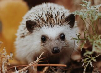 Hedgehogs