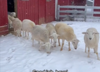 Sheep in the Snow