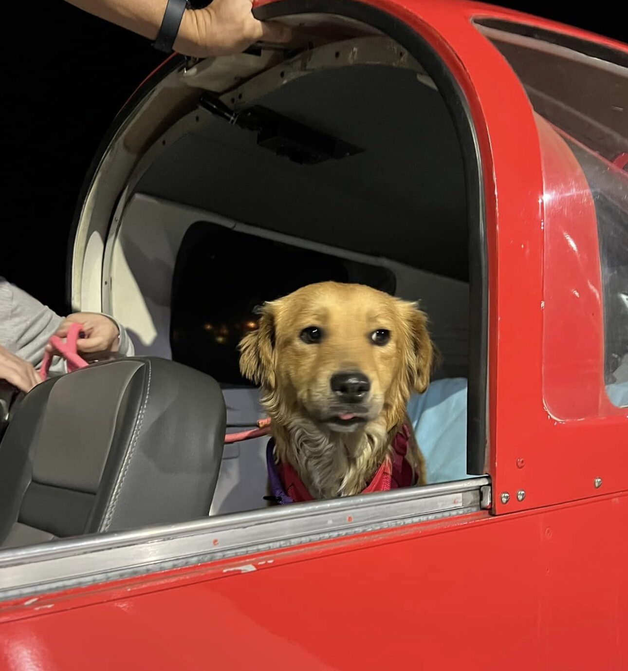 U.S. Coast Guard Saves a Pregnant Dog Trapped in a Shipping Container ...