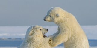 Polar bears
