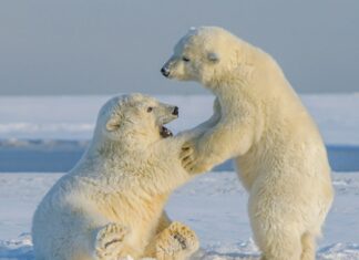 Polar bears