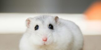 hamster