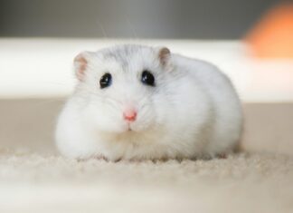 hamster