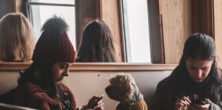 dog on a train