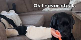 Dog stealing carrot