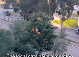 cats in a tree