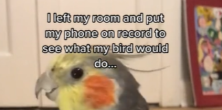 Parrot singing