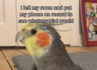 Parrot singing