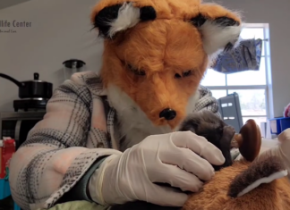 Fox feeding baby