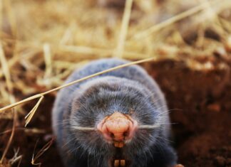 mole