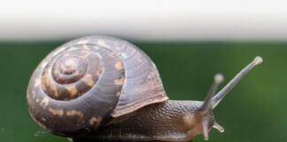 Snail
