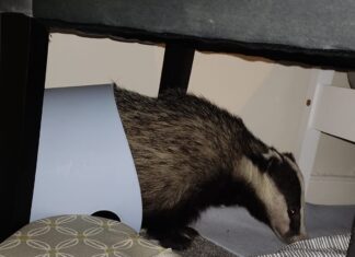Badger