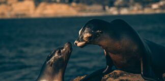 Sea Lions