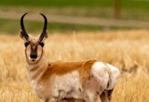 Pronghorn