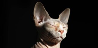 sphynx cat