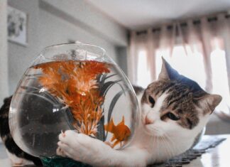 Fish and cat