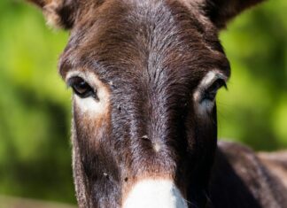Donkey