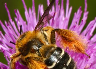 Bee