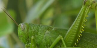 Grasshopper