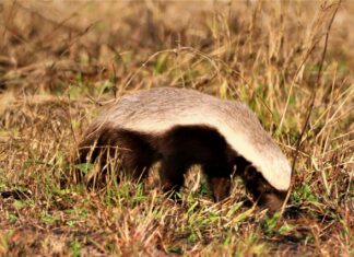 Honey Badger