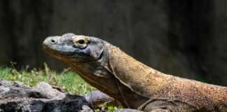 A komodo dragon at the Memphis Zoo