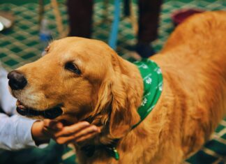 Emotional Support Animal