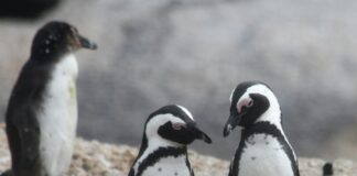 penguins