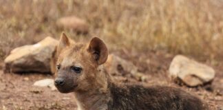 Hyena