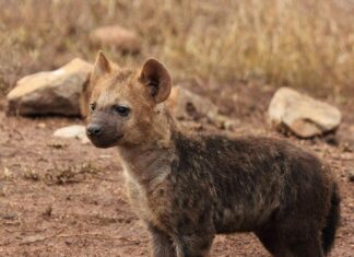 Hyena
