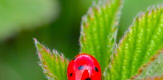 Ladybird