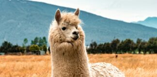 alpaca