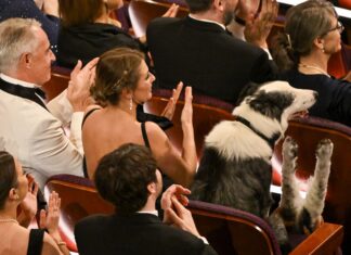 Messi the Dog at the Academy Awards, in Los Angeles, California, USA in March 2024