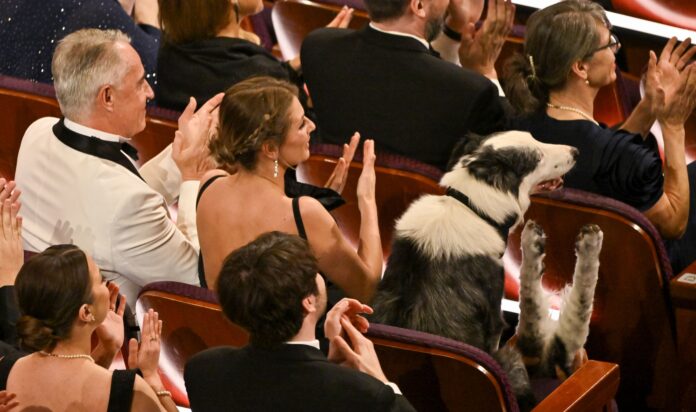 Messi the Dog at the Academy Awards, in Los Angeles, California, USA in March 2024