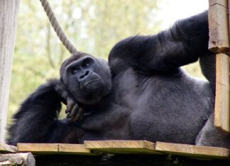 Gorilla