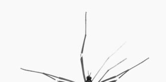 mosquitos