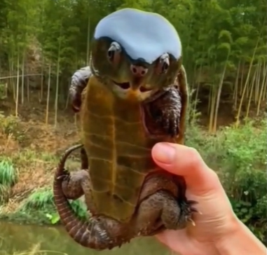 The Big-headed Turtle Is One Of The Rarest Creatures In The World - Our 