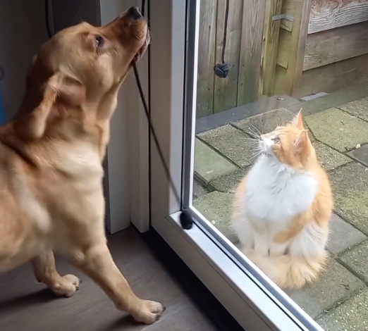 Dog Opens the Door to Let Its Cat Sibling Inside the House - Our Funny ...
