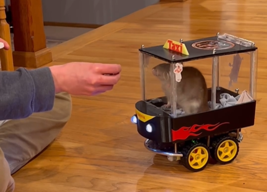 Watch Rescue Rats Kuzko and Kronk Drive a Mini Car - Our Funny Little Site