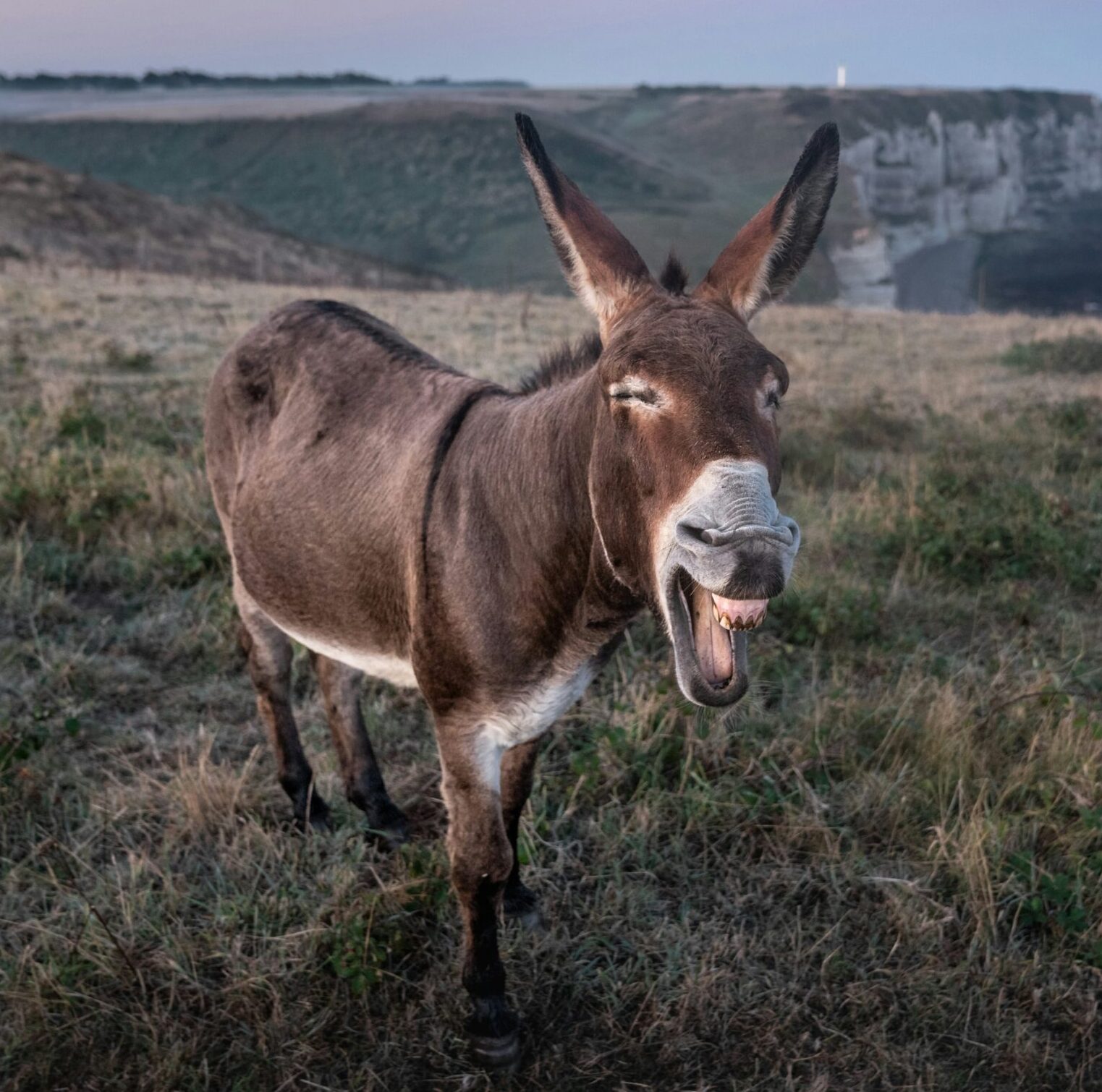 Do You Know What A Donkey Sounds Like? - Our Funny Little Site